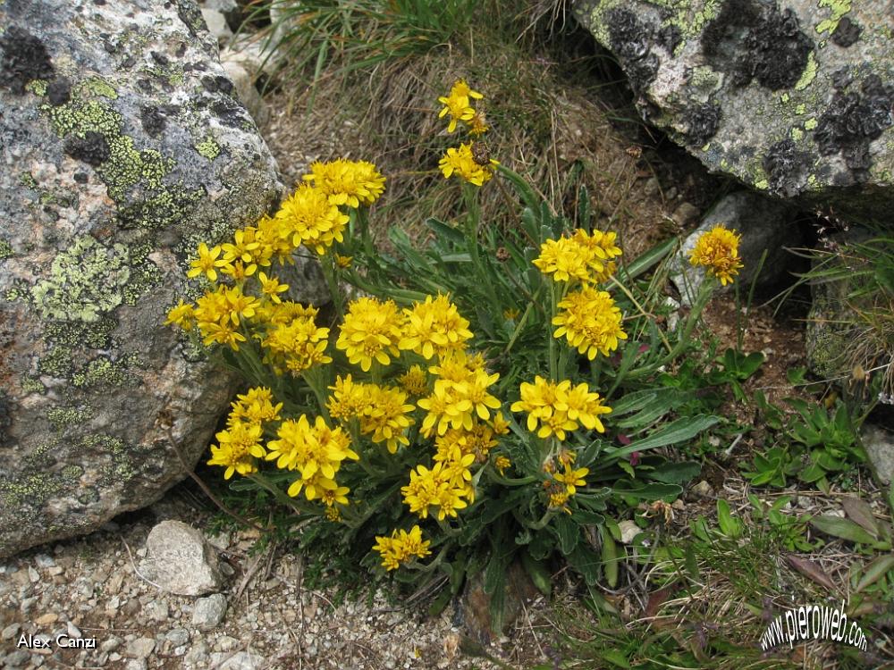 10 Senecio incanus spp. insubricus.JPG